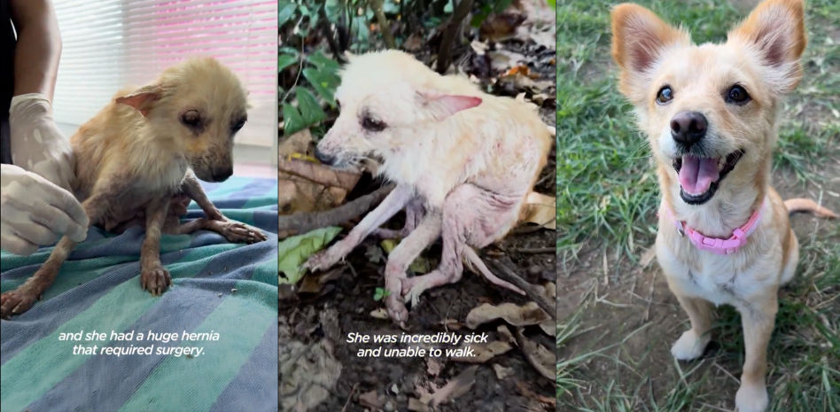 El increíble cambio físico de un perro abandonado tras ser rescatado por una mujer