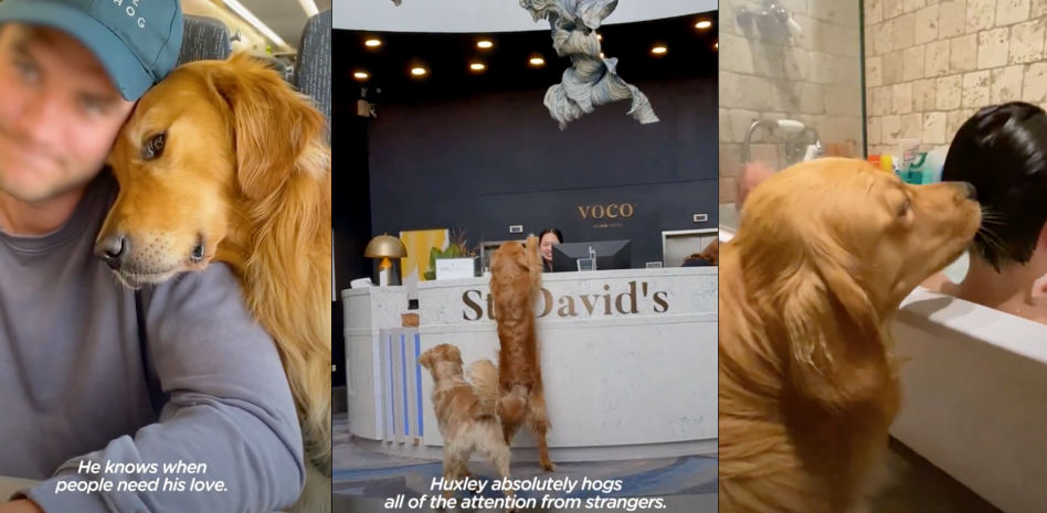 La estrategia de un Golden Retriver para llamar la atención de los pasajeros de un tren