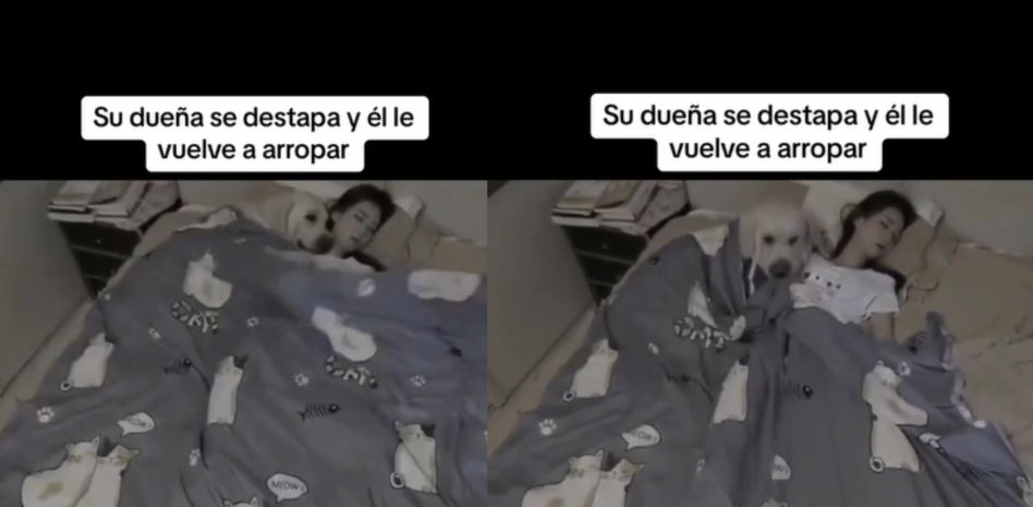 Una cámara capta lo que hace un Golden Retriever por la noche cuando su dueña se destapa: "Adorable"