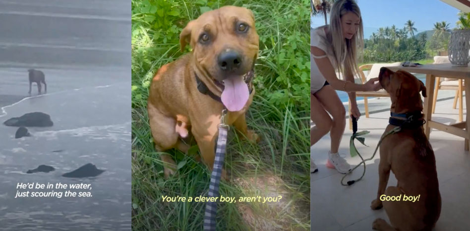 Un perro vaga por la playa cada día buscando a su dueño hasta que esta familia le da una segunda oportunidad