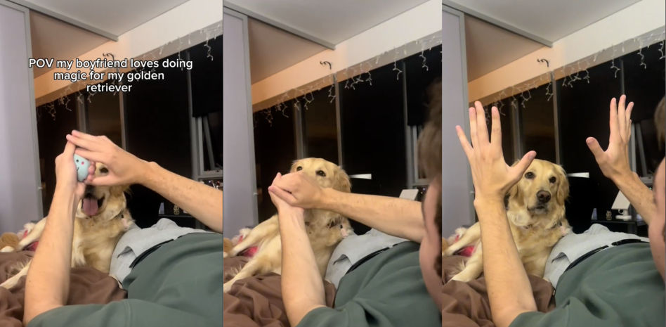 Le hace un truco de magia a un golden retriever y él no se lo cree: "Su cara al final es lo mejor"