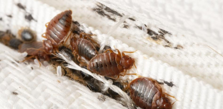 Adiós a las chinches: 8 productos imprescindibles para proteger tu hogar y dormir tranquilo