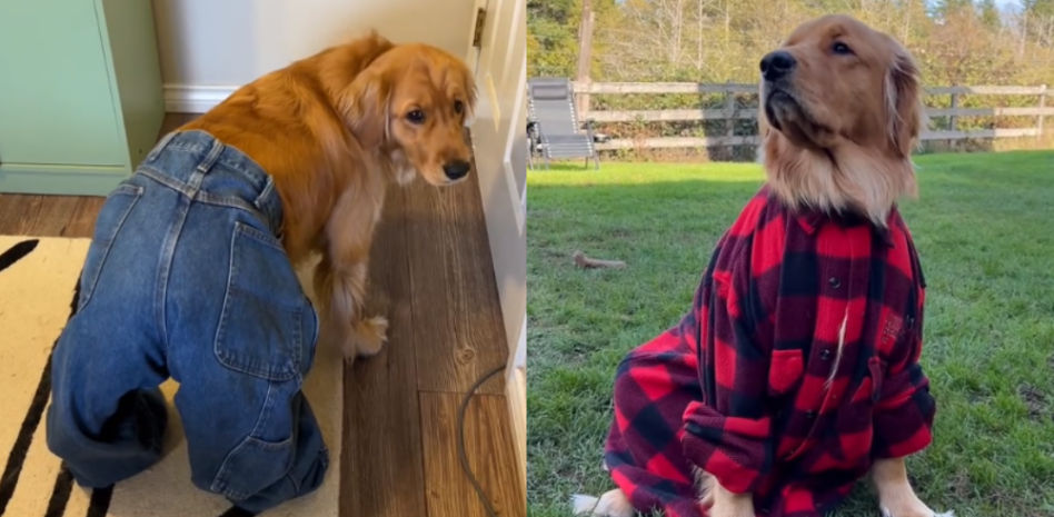El divertido castigo a un golden retriever por robar la ropa de sus dueños: "Si lo robas, te lo pones"