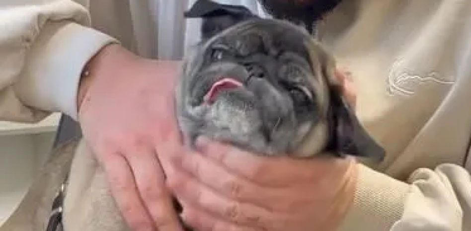 Un quiropráctico graba cómo reaccionan los perros tras un 'chasquido' en el cuello