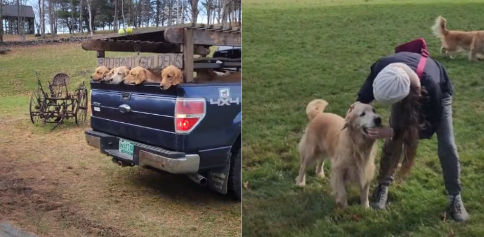 Visita una granja de Golden Retrievers y le emociona la experiencia: "Te cambian para siempre"