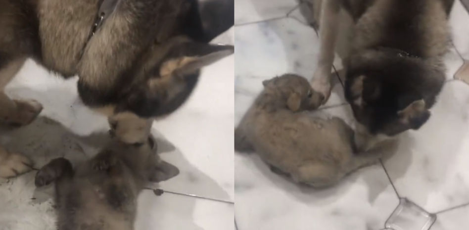 Graba como abandonan un perrito en medio de la carretera y su Husky decide adoptarlo