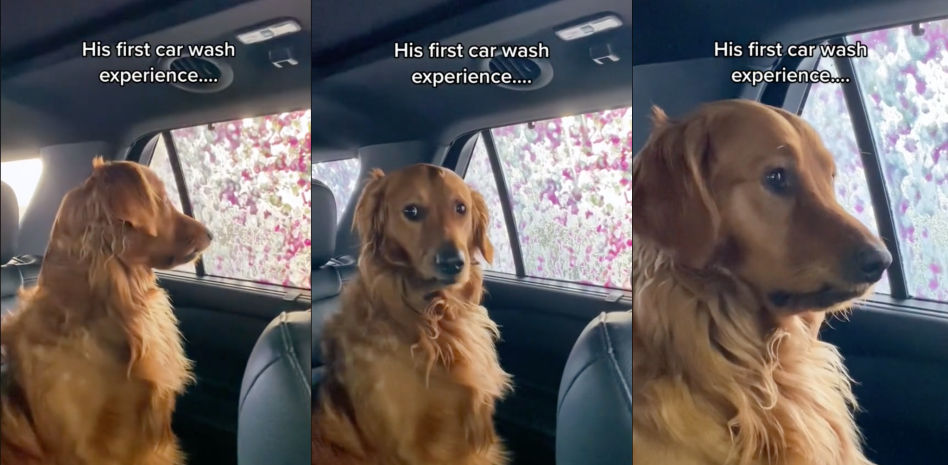 La divertida reacción de un golden retriever al entrar en un túnel de lavado de coches: "Se merece un Oscar"