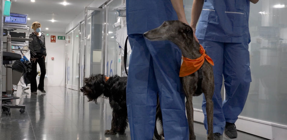 El hospital del Mar humaniza la uci con perros