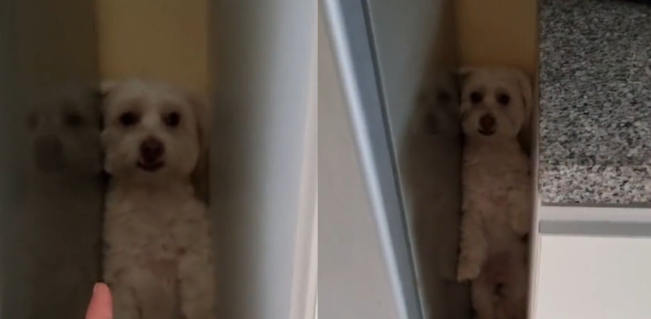 La original forma de esconderse de una perrita cuando su dueña le anuncia el baño