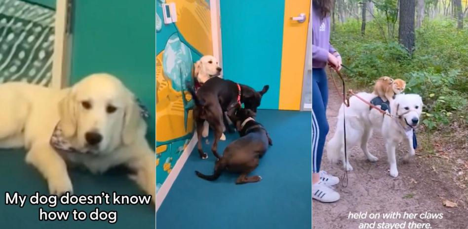 Un Golden Retriever aprende a llevar de paseo a su gata en el lomo: "Así es más feliz"