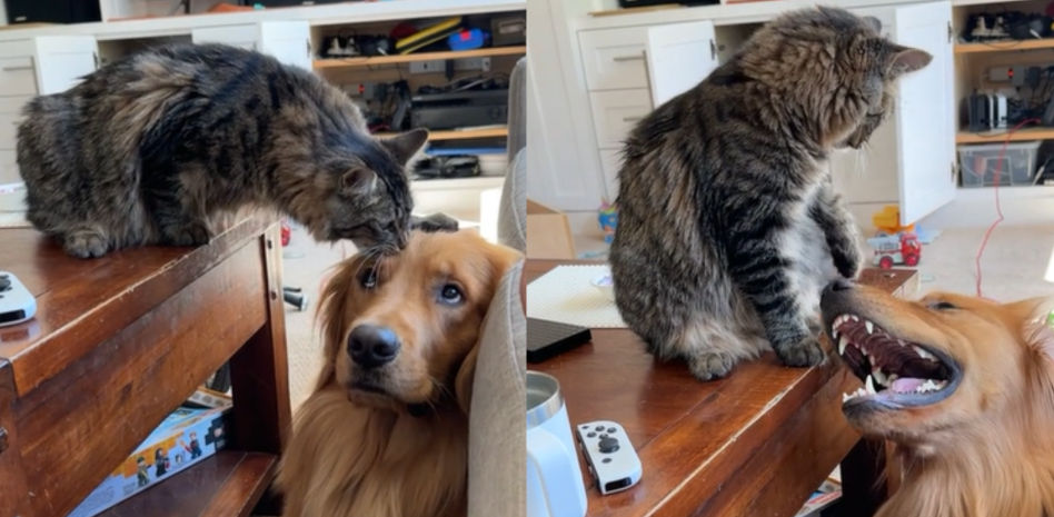 La simpática relación de un Golden Retriever con un gato: "El michi tiene su propio perro"
