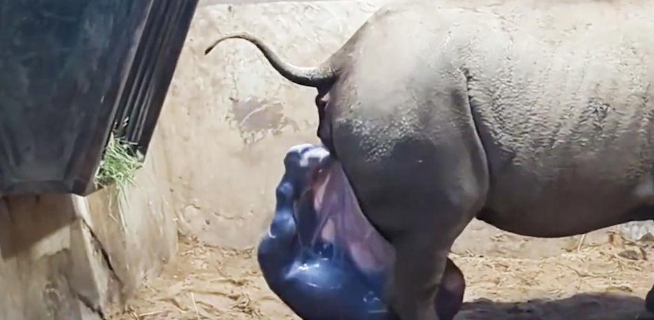 El increíble momento del nacimiento de una cría de rinoceronte en peligro de extinción