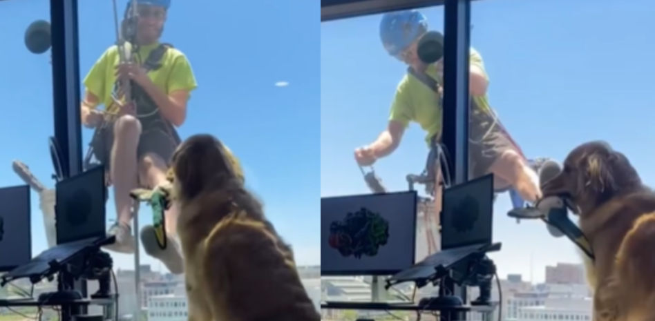La adorable emoción de un Golden Retriever que no entiende por qué no puede jugar con el limpiacristales del edificio