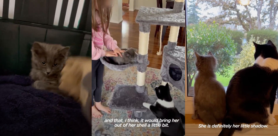 El entrañable momento en el que un gatito adoptado conoce al gato de la casa