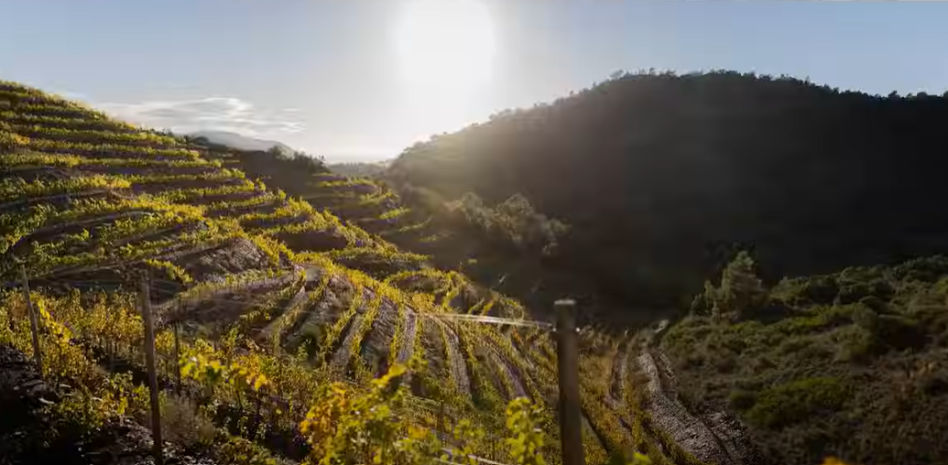 'Catalunya, donde el vino es cultura'