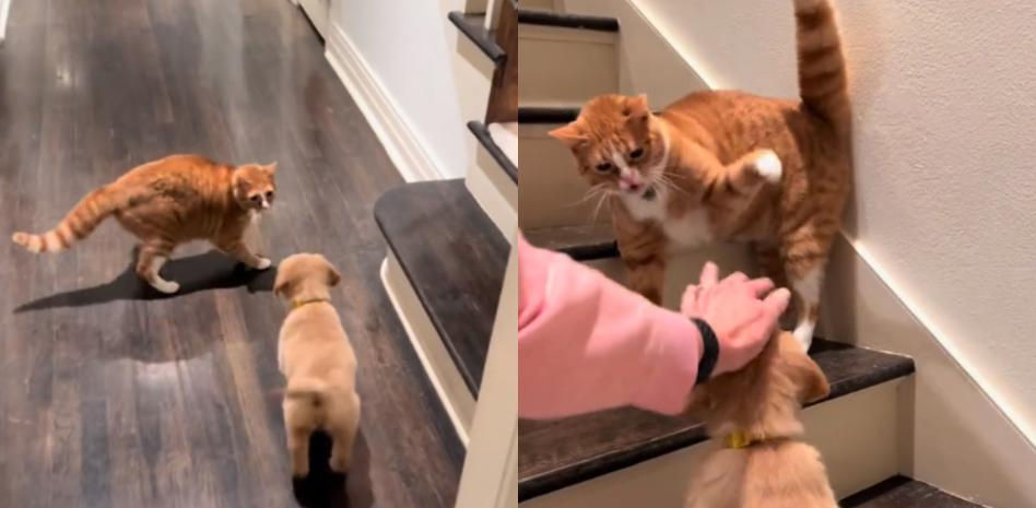 Traen un cachorro de Golden Retriever a casa y así reacciona su gato