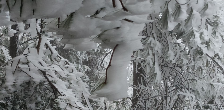 La fría belleza de la niebla engelante