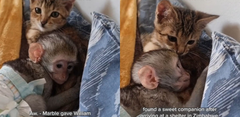 Una cría de mono huérfana encuentra su consuelo en un cachorro de gato y el resultado es enternecedor