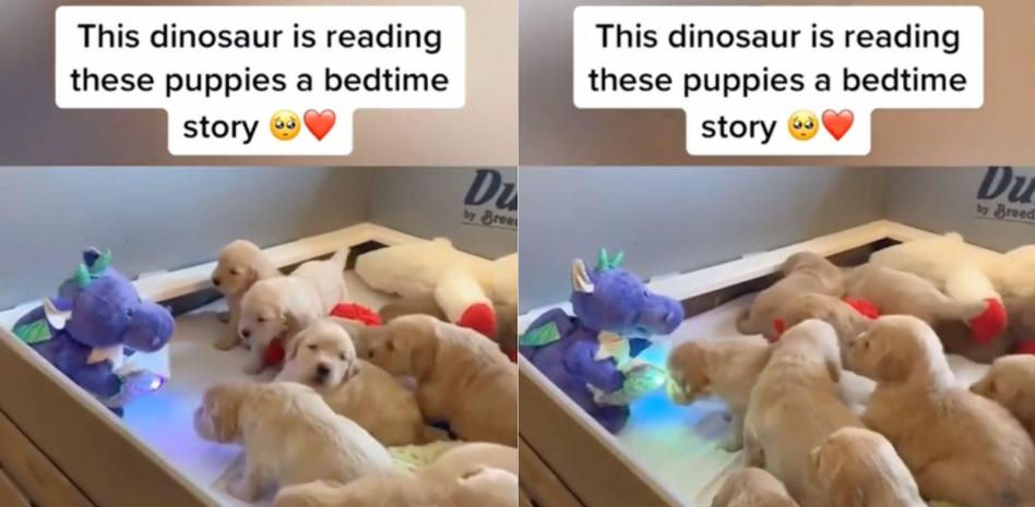 La tierna reacción de una camada de cachorros Golden Retriever ante las palabras de un dragón de juguete: "Son adorables"
