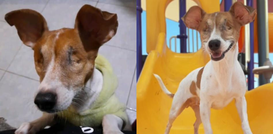 Encuentra a una perra sin ojos en la basura y decide darle una segunda oportunidad: "Lo más bonito que vi hoy"