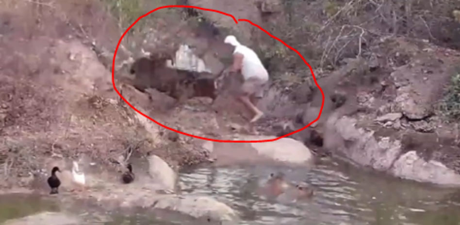 Un ciervo ataca a Frank Cuesta de forma brutal mientras retransmite en directo