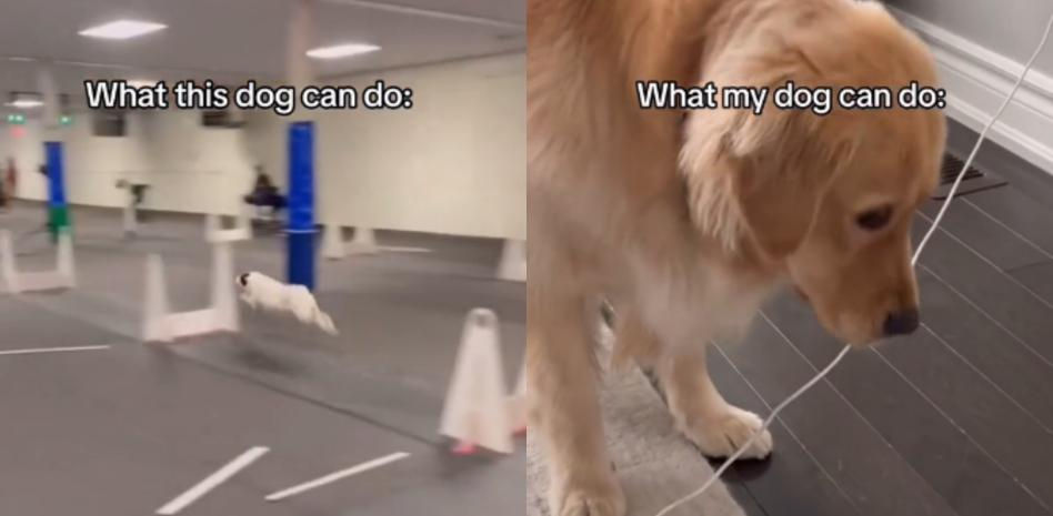 La divertida dificultad que no se esperaba un golden retriever en casa: un cable