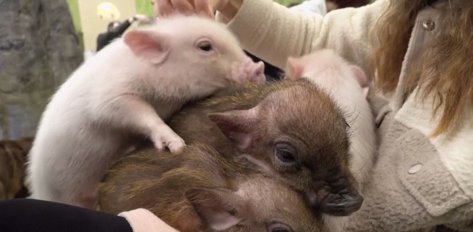 Las “pig-café”, cafeterías en las que puedes acariciar cerditos