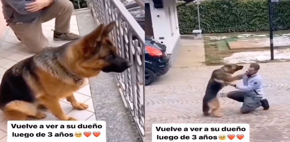 La increíble reacción de un pastor alemán al volver a ver a su dueño después de 3 años separados