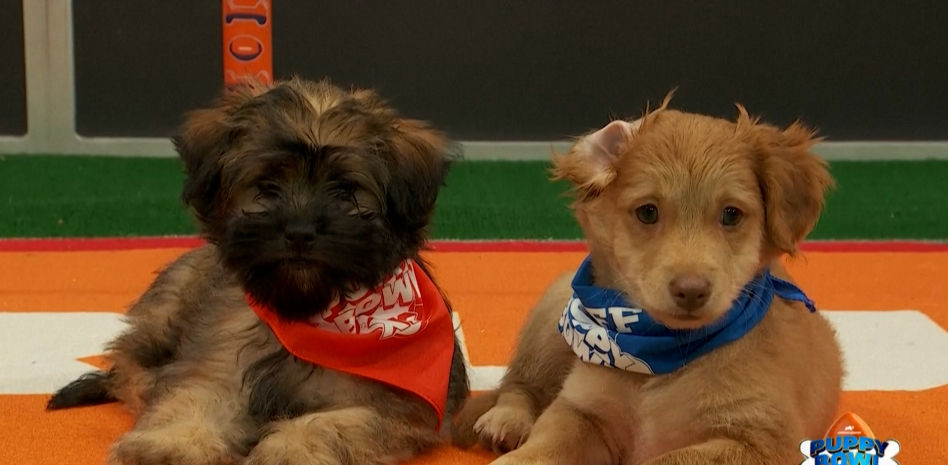 La Puppy Bowl, una alternativa muy divertida a la Super Bowl, ¡con adorables cachorritos!
