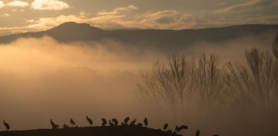 El espectáculo de las cigüeñas en la niebla