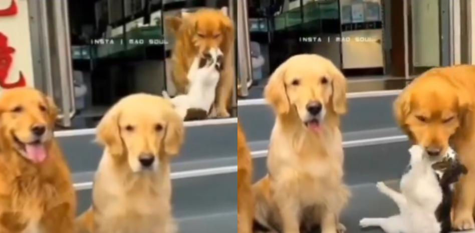 Tres golden retriever posan para su foto de familia y obligan a su hermano gato a unirse