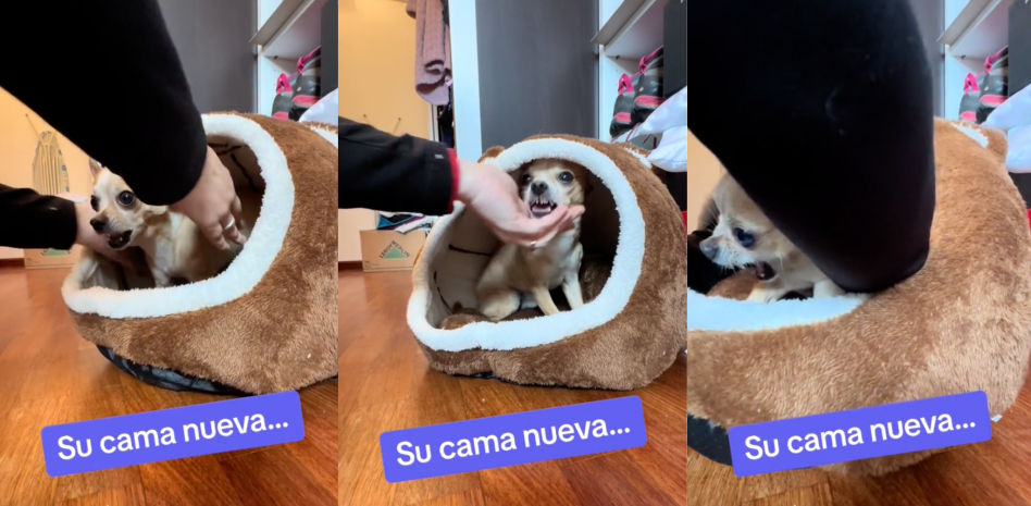 La sorprendente reacción de un chihuahua cuando intentan arreglar su cama nueva