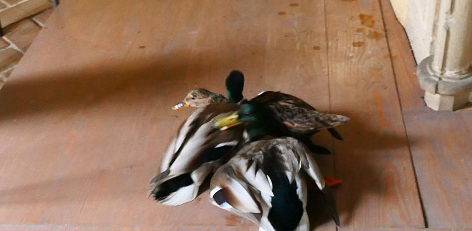 Lucha de patos para aparearse con Cuaca