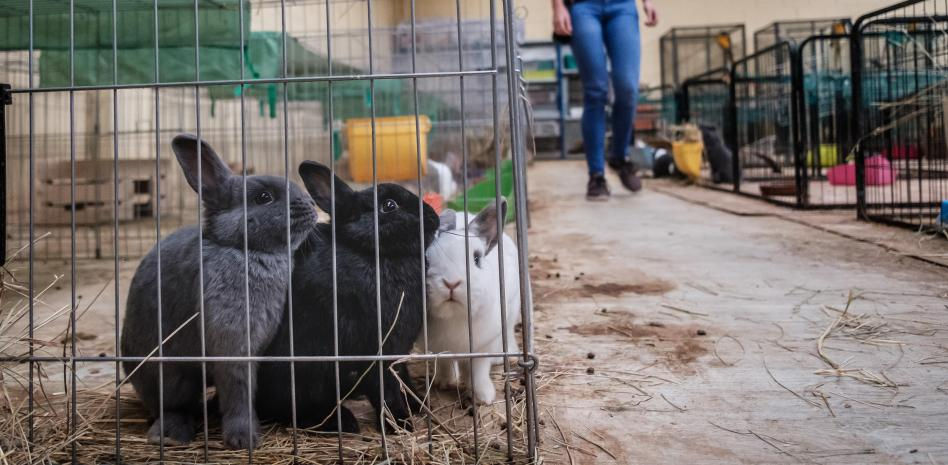 El abandono de conejos en parques y contenedores satura las protectoras: "Incluso los dejan en comisaría"