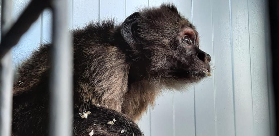 Olga Feliu, directora de la Fundació Mona: “A Lino le estamos dando una segunda oportunidad”