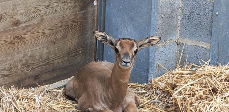 Una gacela dama mahor, nueva cría del Zoo de Barcelona