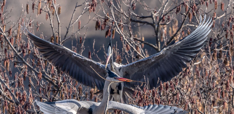 El ligoteo de las garzas reales