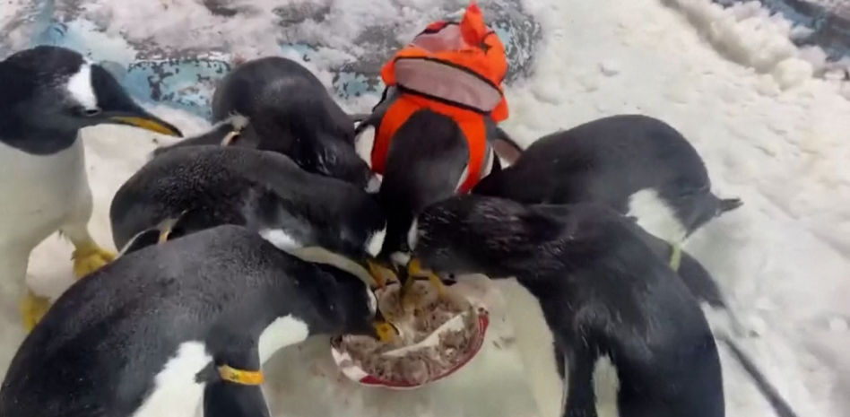 "Chucherías" para animales: así es como también celebran la Fiesta de los Faroles en China