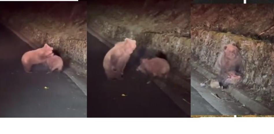 Investigan el ataque de un oso filmado cuando mataba y devoraba a un jabalí en el Valle de Arán