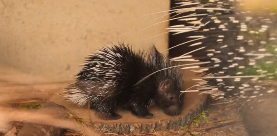 Nace Dakari, un entrañable puercoespín bien aventurero