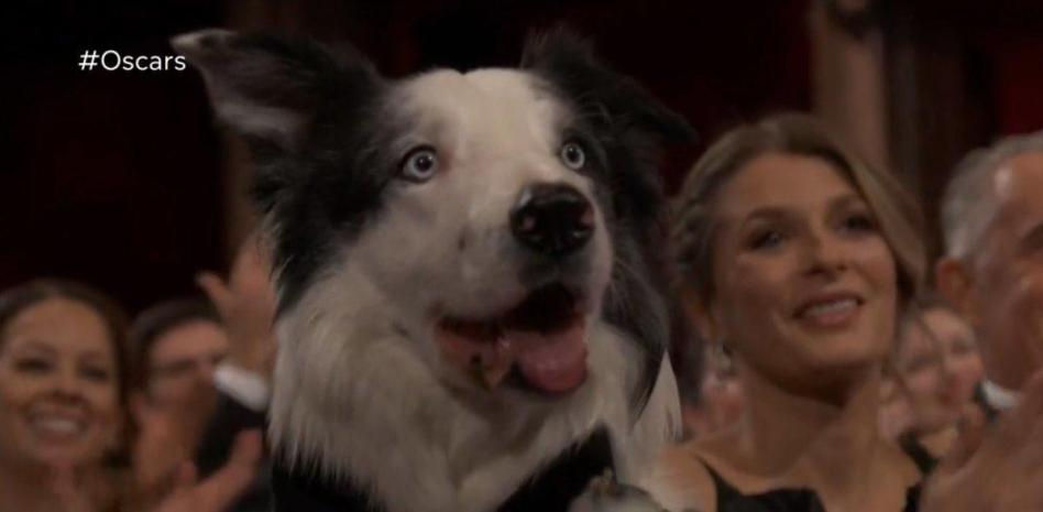 Messi, el talentoso border collie de 'Anatomía de una caída', el primer perro protagonista de la gala de los Oscar