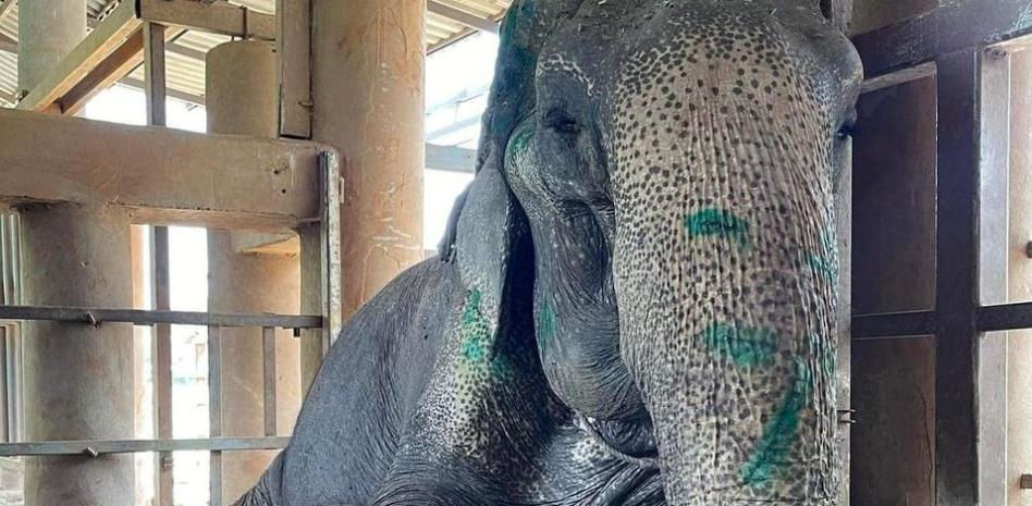 Una elefanta esclavizada consigue tumbarse y descansar por primera vez en 80 años