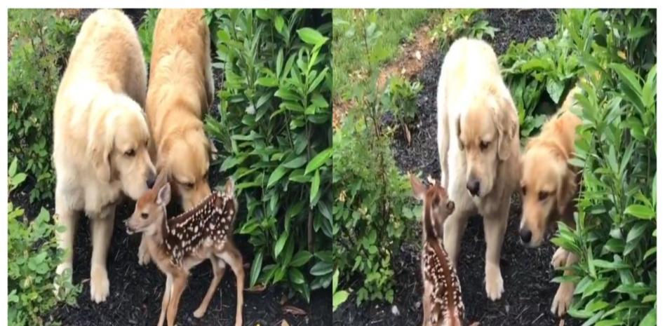 La divertida y sorprendente amistad entre dos golden retriever y un cervatillo