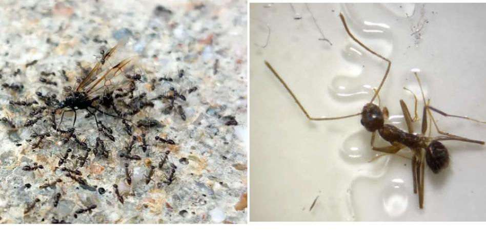 La hormiga loca está invadiendo Barcelona: primeros nidos localizados en la plaza Catalunya