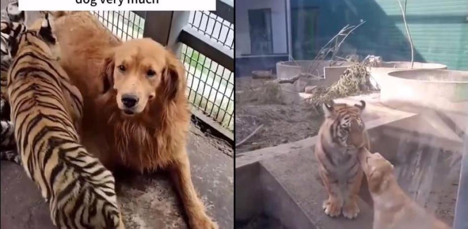 El increíble vínculo entre una golden retriever y una camada de bebés tigre huérfanos a los que amamanta