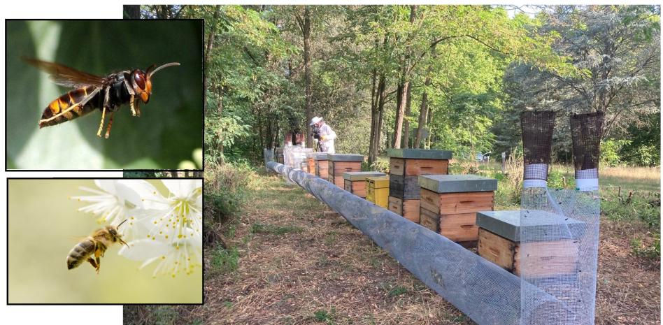 Trampa Koldo: la mejor defensa para las abejas ante el ataque de las avispas asiáticas invasoras