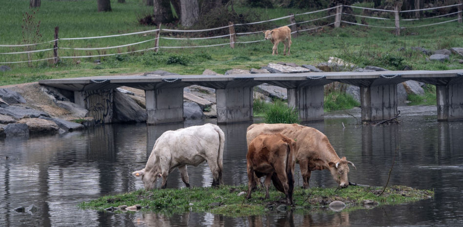El festín de la lluvia rompe la sequía