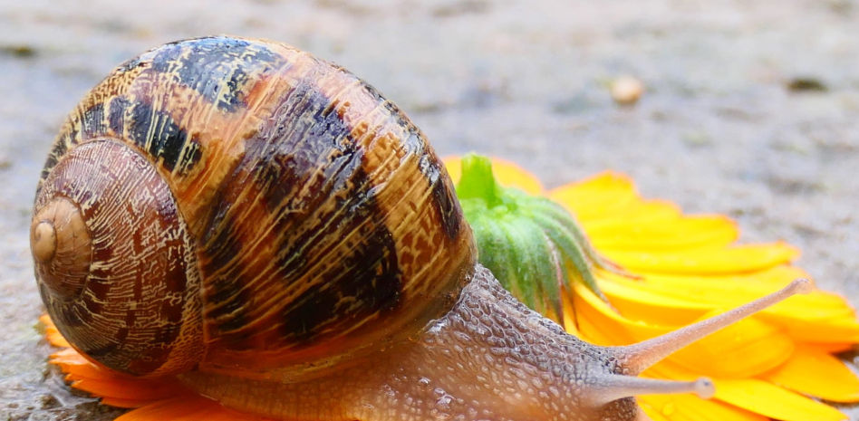 El curioso 'efecto ciclista' de los caracoles