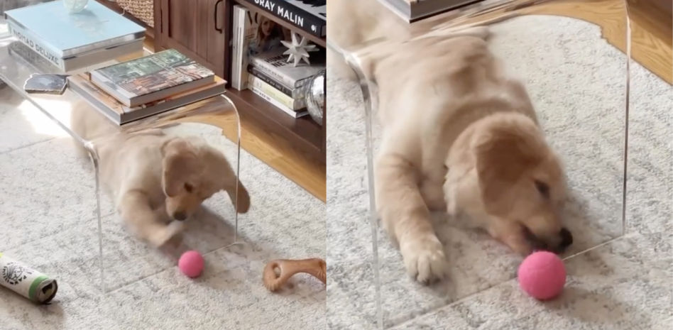 El enfado de un cachorro de golden retriever que no entiende por qué no puede coger una pelota a través de un cristal