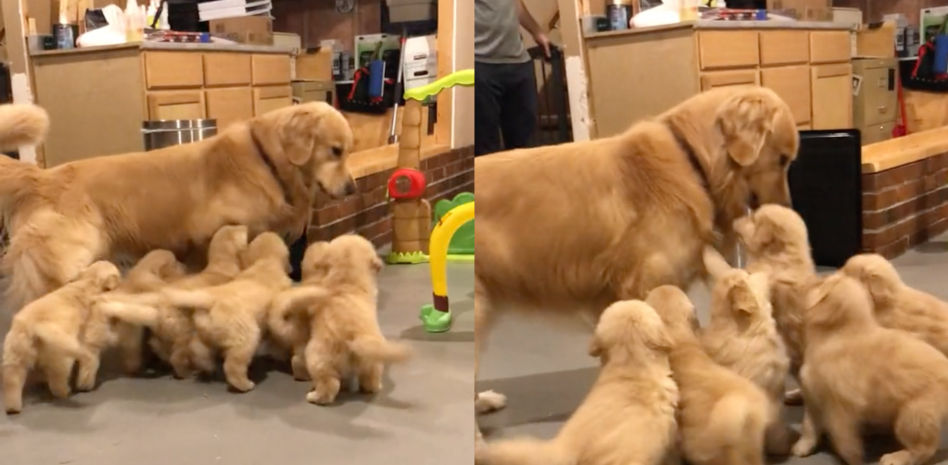 La divertida forma de jugar de unos cachorros golden retriever con su madre: "Está estresada"